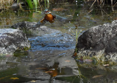 小エビをゲット