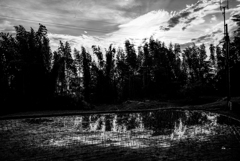 長閑な散歩道から４４