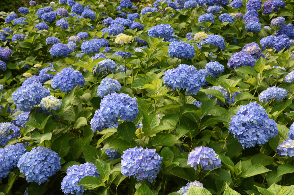 三室戸寺１００００本のアジサイ