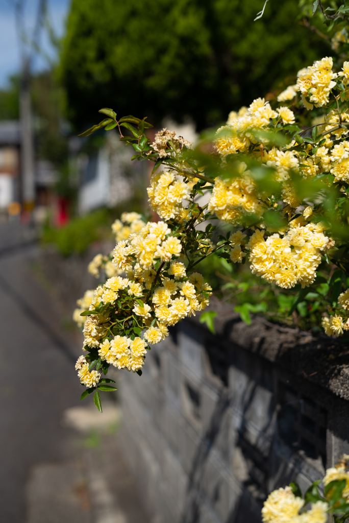 路傍の花２