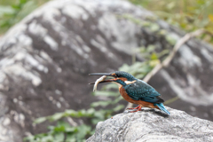 カワちゃん小魚ゲット２