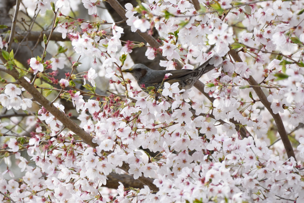 さくらにいだかれて