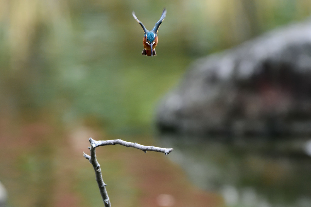 久々のホバから飛び込み２