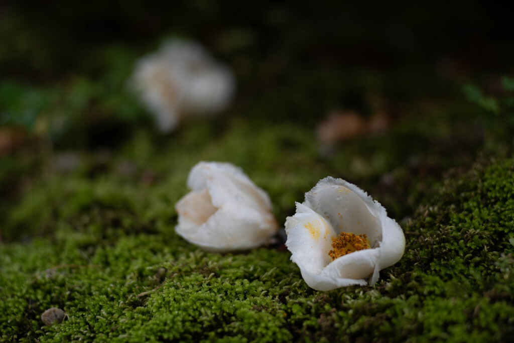 沙羅双樹の落花