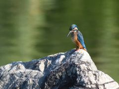 今日のカワチャン