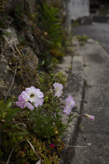 長閑な散歩道から(248)路傍に咲く花