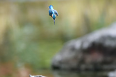 久々のホバから飛び込み３