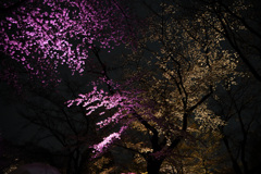 今年の夜桜（１）