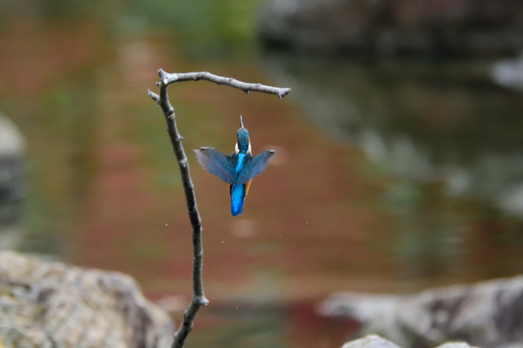久々のホバから飛び込み４