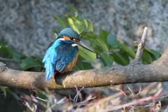 復活か公園のカワちゃん！（１）