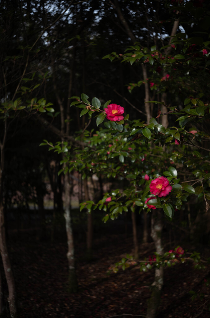 いつもの公園から