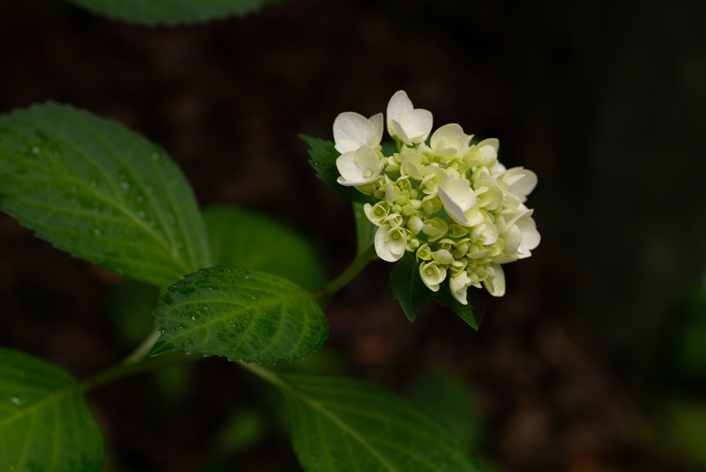 庭花１