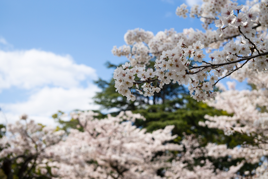sakura