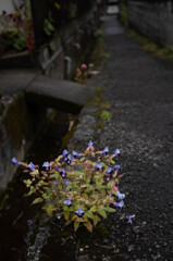 長閑な散歩道から２３０（路地に咲く）