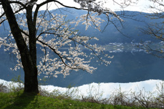余呉湖の桜（1）