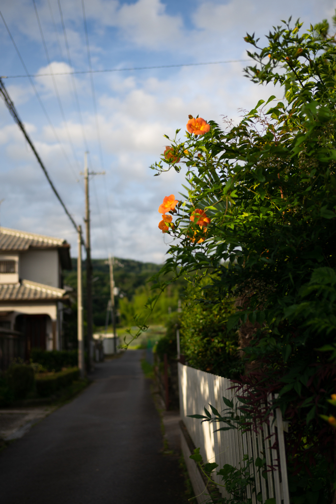 長閑な散歩道から46