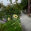 路傍の花16