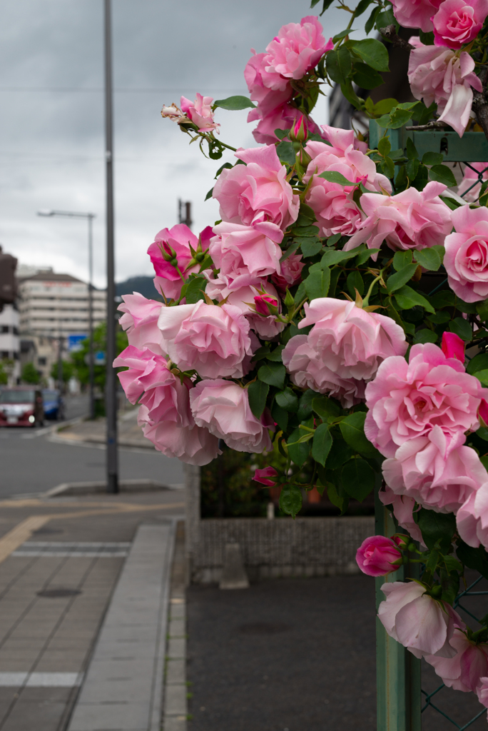路傍の花７