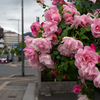 路傍の花７