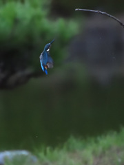夕刻の飛び込み２
