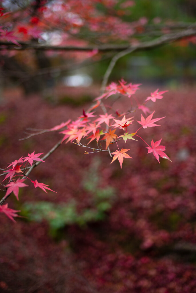 今年の紅葉