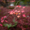 今年の紅葉