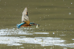 カワちゃん小魚ゲット３