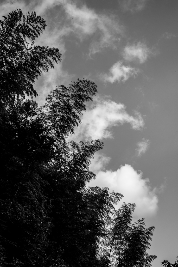 長閑な散歩道から５８(見上げる)