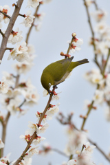 今年のウメジロー2