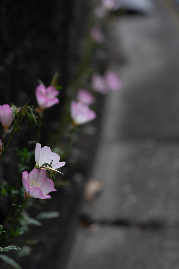長閑な散歩道から（路傍の昼咲月見草）