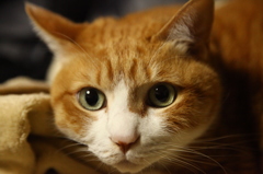 きなこ