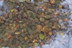 水中紅葉