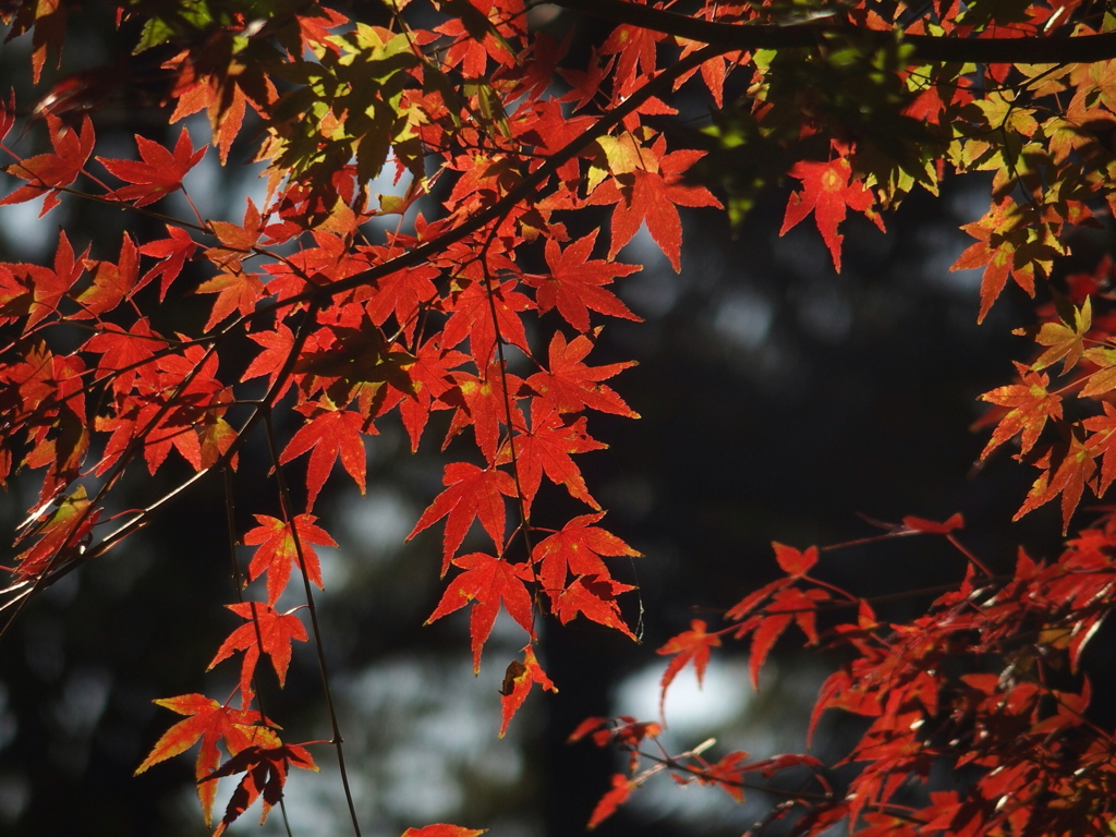 紅葉狩り