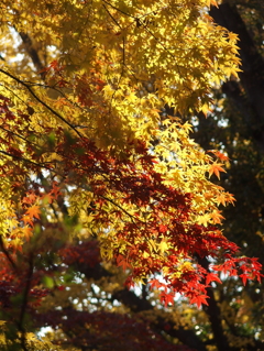 紅葉狩り