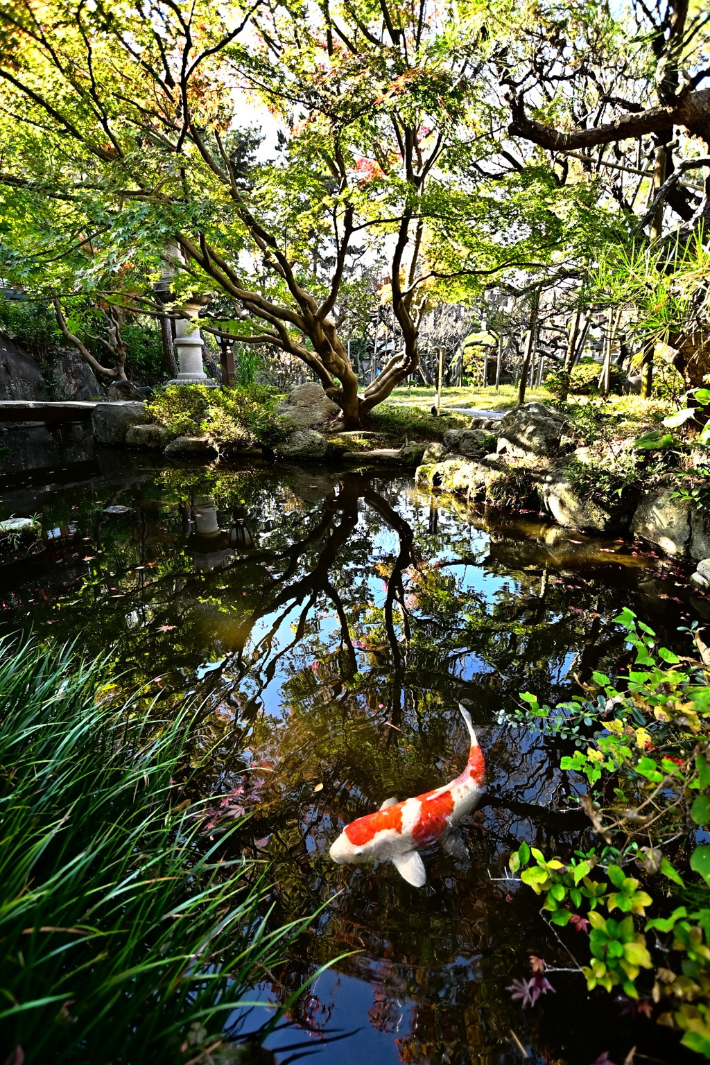 水鏡と錦鯉
