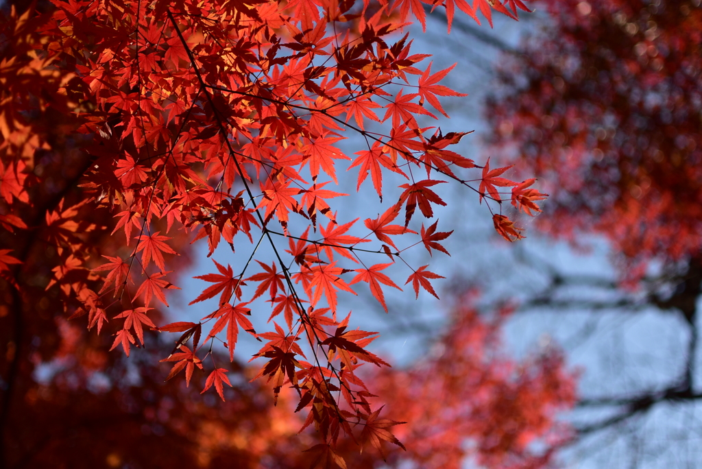 長谷寺　紅葉