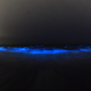 夜光虫