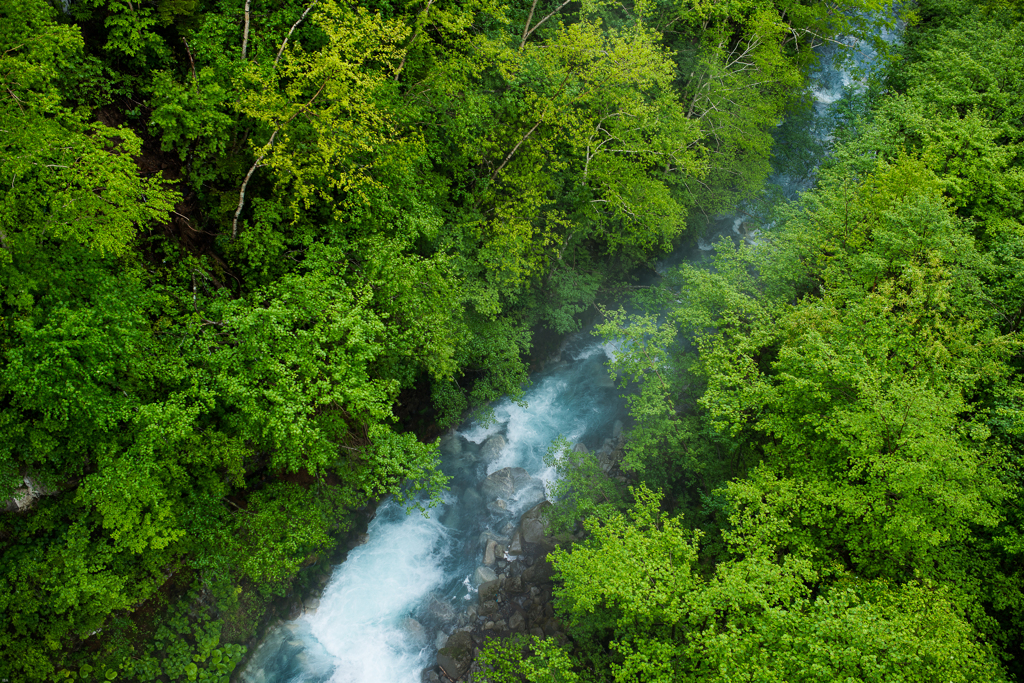 run through the green forest