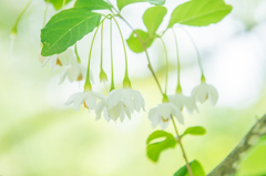 bloom modestly in the forest