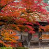 紅葉纏いて。。