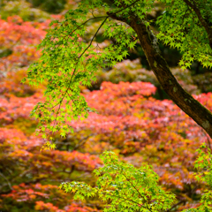 紅葉に映えて