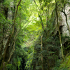 spirit of the forest