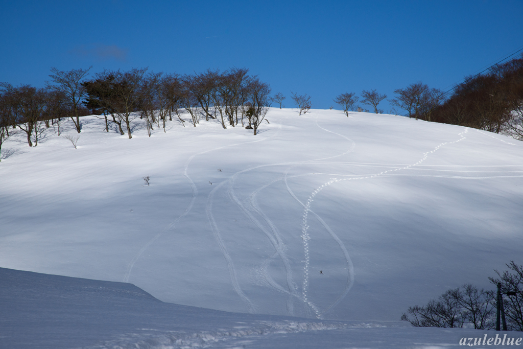 てくてく。。びゅ～ん