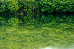 静寂の森 静寂の森