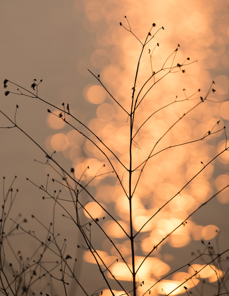 in the brilliant light