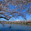桜　－　弘前にて
