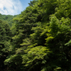 盛夏