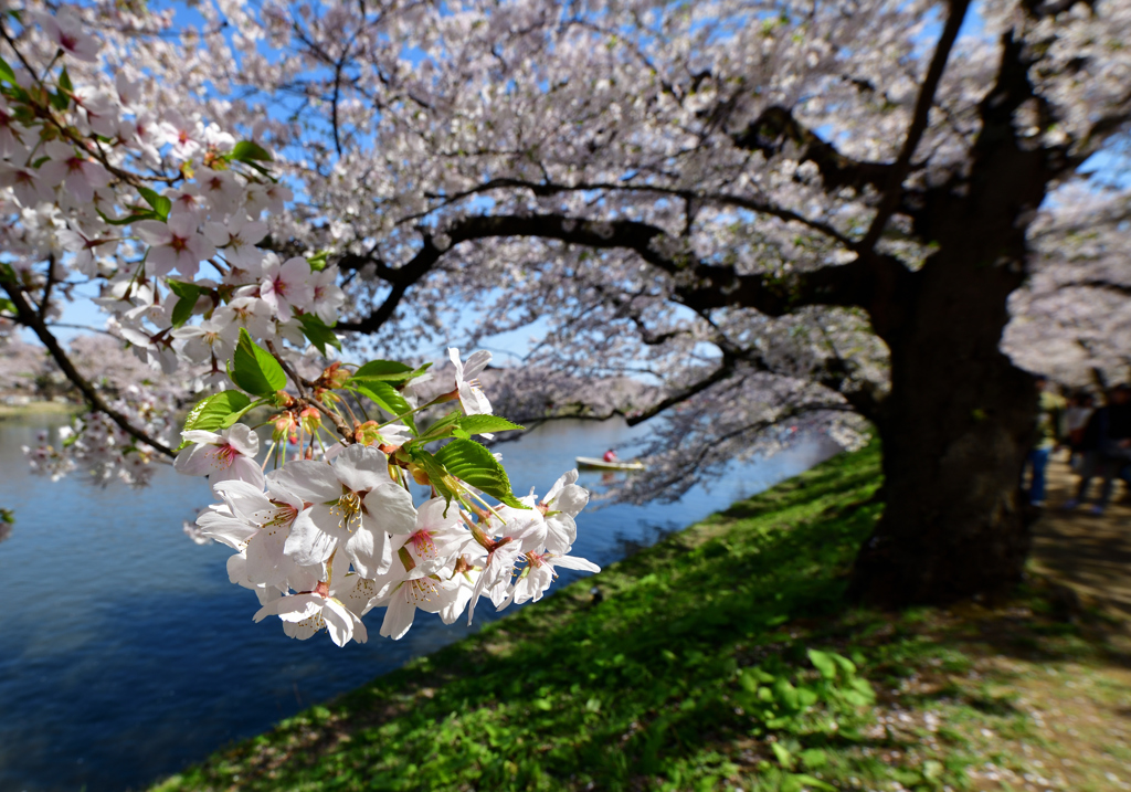 弘前　ー　堰堤の桜