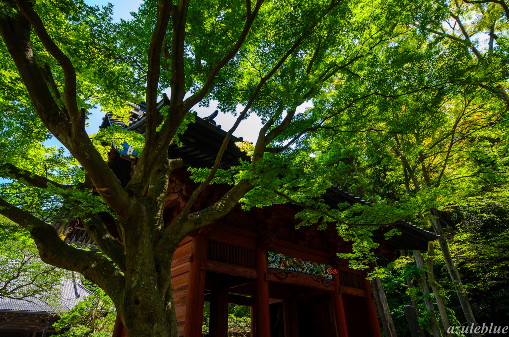 2013-4　鎌倉にて