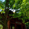 2013-4　鎌倉にて